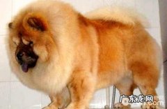 松狮狗的性子如何，该怎么训练？