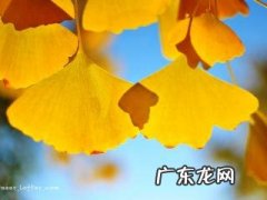 描写银杏树林的优美句子 【抖音文案】描写银杏的优美片段