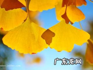 描写银杏树林的优美句子 【抖音文案】描写银杏的优美片段