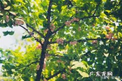 描写银杏树枝干的优美句子 【抖音文案】描写银杏树的枝干的句子