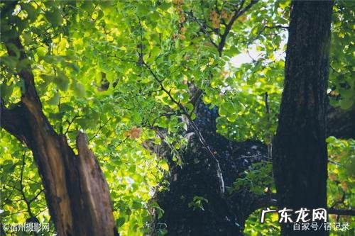 描写银杏树枝干的优美句子 【抖音文案】描写银杏树的枝干的句子