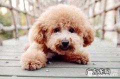 泰迪犬不懂事要怎么训练？