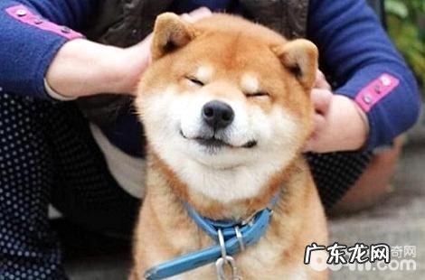 柴犬会在自身入睡的地区大便吗?