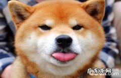 柴犬要多少才合适训炼？