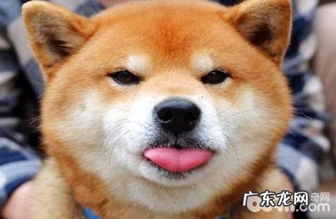 柴犬喜爱乱咬该怎么办？