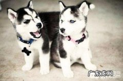 金毛换牙齿期内撕家该怎么办？