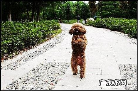 怎能训炼泰迪犬站起走动?