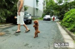 怎能训炼泰迪犬站起走动？