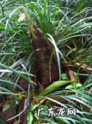 地环的植物图片姜不辣 地环的植物图片