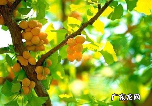 描写银杏树果实的优美句子 【抖音文案】银杏树的果实描写优美段落