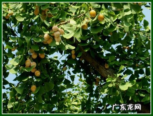 描写银杏树果实的优美句子 【抖音文案】银杏树的果实描写优美段落