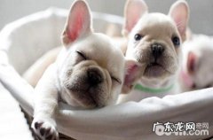 法斗犬吃自身拉的屎该怎么办？