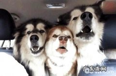 阿拉斯加犬竟然还会继续捕鼠？