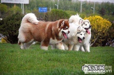 阿拉斯加犬竟然还会继续捕鼠?