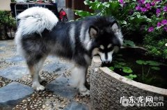 阿拉斯加犬尤其爱咬东西如何教导？