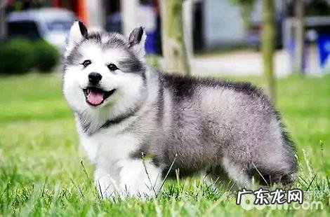 阿拉斯加犬尤其爱咬东西如何教导？