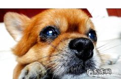 博美犬乱进食要怎么调教？