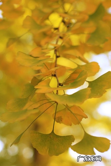 形容秋天银杏叶黄了的唯美句子 【抖音文案】赞美秋天银杏叶的唯美句子