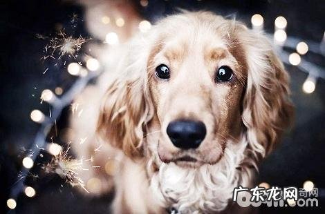 怎么训练金毛接东西?