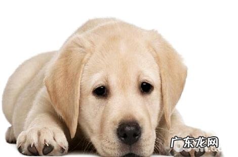 怎么训练金毛接东西?