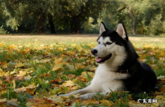 金毛来月经要注意什么