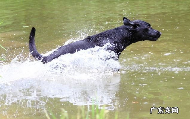 商家很少会极力推荐的6种小狗,因体质与众不同,很少生病