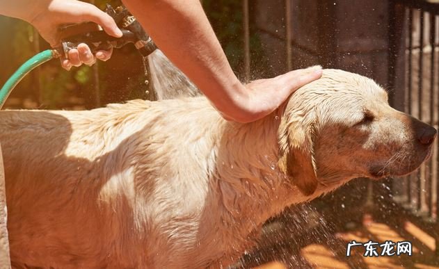 商家很少会极力推荐的6种小狗,因体质与众不同,很少生病