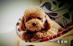 一个多月小泰迪拉肚子应该怎么办