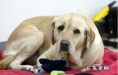 金毛长癣能治好吗