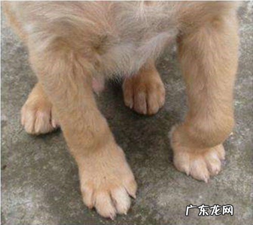 土狗腿关节肿胀应该怎么办?土狗腿关节肿胀是什么原因?