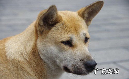 土狗腿关节肿胀应该怎么办?土狗腿关节肿胀是什么原因?