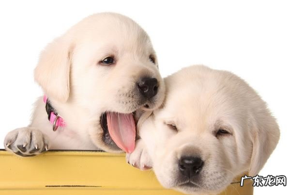 小狗肚子里有虫会有哪些具体表现?主人家别不在意,裂头蚴伤害小狗身体健康