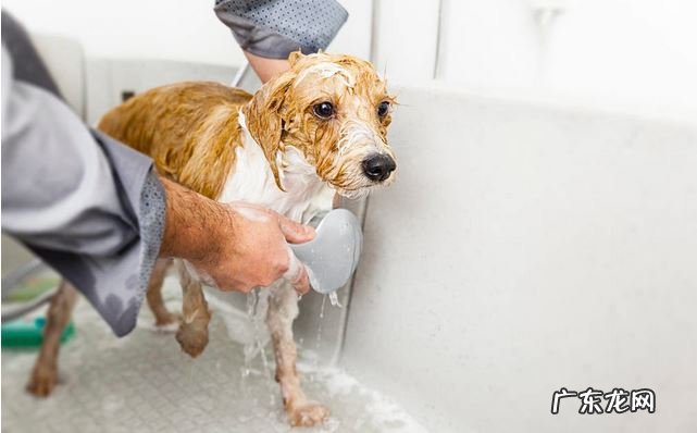 小狗肚子里有虫会有哪些具体表现?主人家别不在意,裂头蚴伤害小狗身体健康
