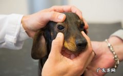 小狗肚子里有虫会有哪些具体表现？主人家别不在意，裂头蚴伤害小狗身体健康