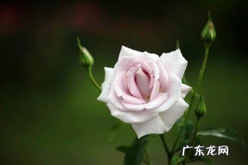 愿你人间值得的句子 【抖音文案】人间值得暖心的句子