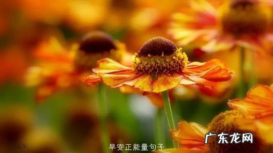 愿你人间值得的句子 【抖音文案】人间值得暖心的句子