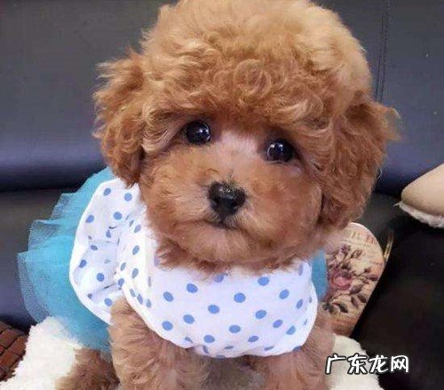 小泰迪一只眼睛睁眯缝着