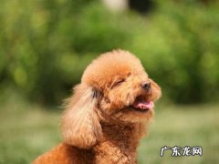 小泰迪一只眼睛睁眯缝着