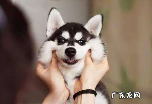 金毛口臭怎么治？金毛口腔有异味，应该怎么办？