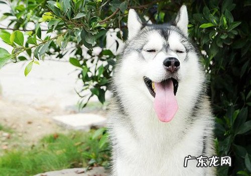 金毛口臭怎么治？金毛口腔有异味，应该怎么办？