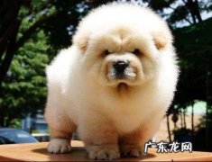 如何训练泰迪上厕所？看了你就知道了