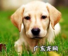 大伙儿了解如何训练小狗捡物吗？