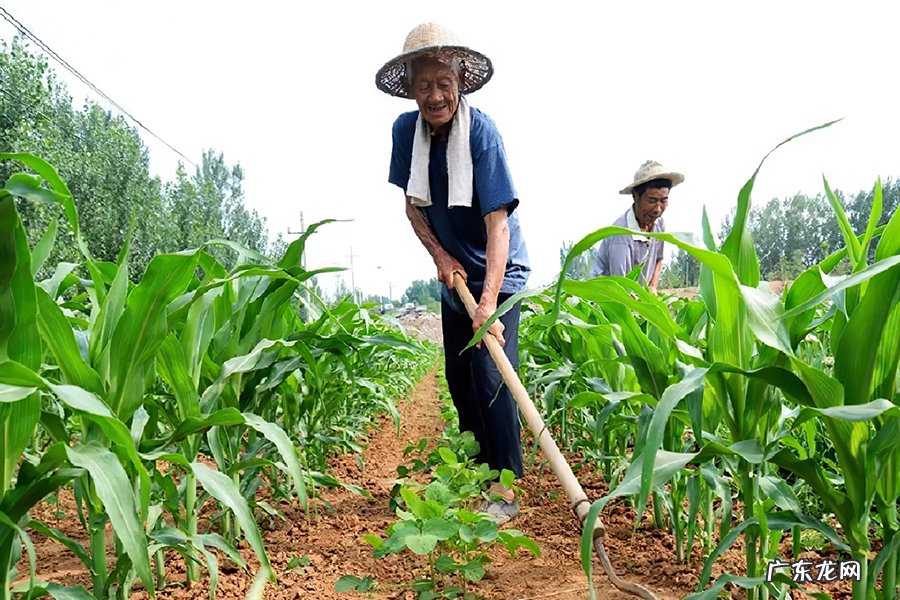 2021年5大农民补贴项目 国家农业补贴项目有哪些