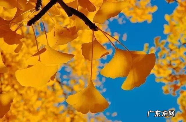 适合发朋友圈的服务短句 【抖音文案】适合发银杏的朋友圈短句