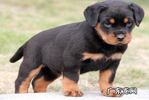 怎么训练土狗的斗性