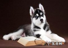 怎样训炼金毛用餐？你有什么样的窍门？