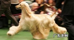 训练小狗的常见方式 有什么？训炼全过程中手式也很重要