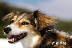 怎样训练小狗睡生活阳台？