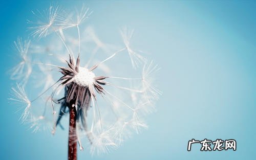 人生像蒲公英励志句子 【抖音文案】关于蒲公英的励志句子精选