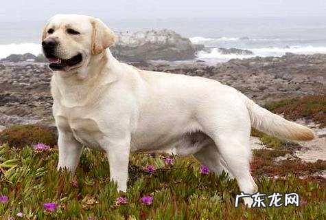 啦啦几个月刚开始训炼